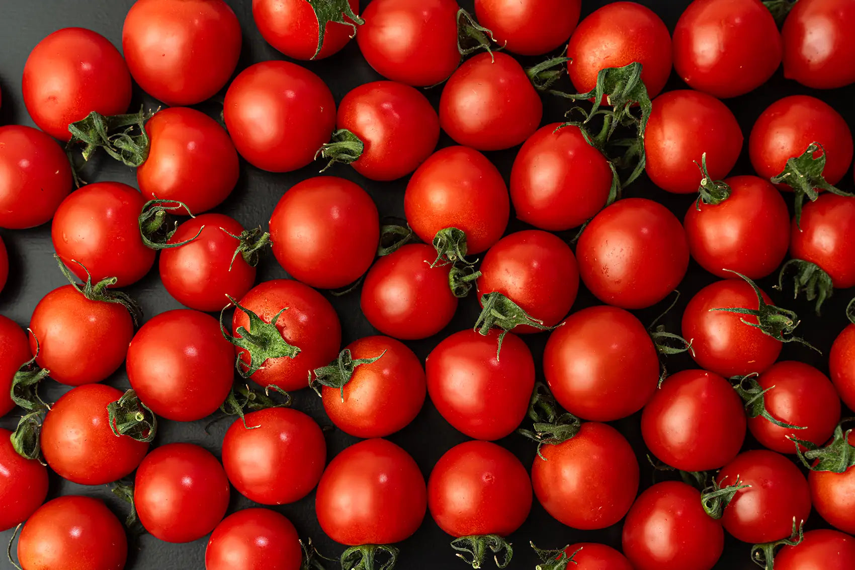 HOLY TOMATO – YUSEIFARM